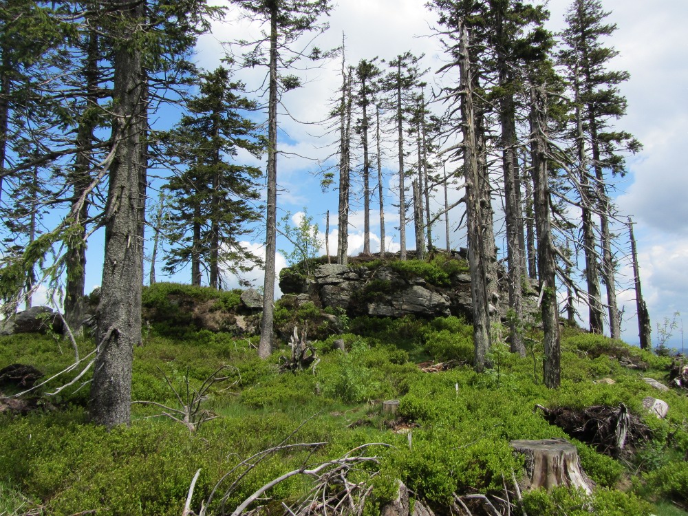 Auf dem Svaroh im Bayerischen Wald