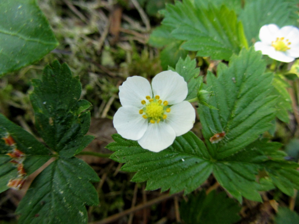 Schlaraffenwald - essbare Wildpflanzen im Wald finden - Niemblog