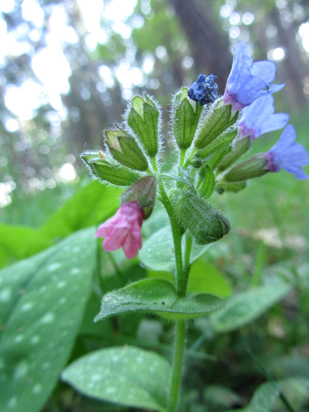 Geflecktes Lungenkraut