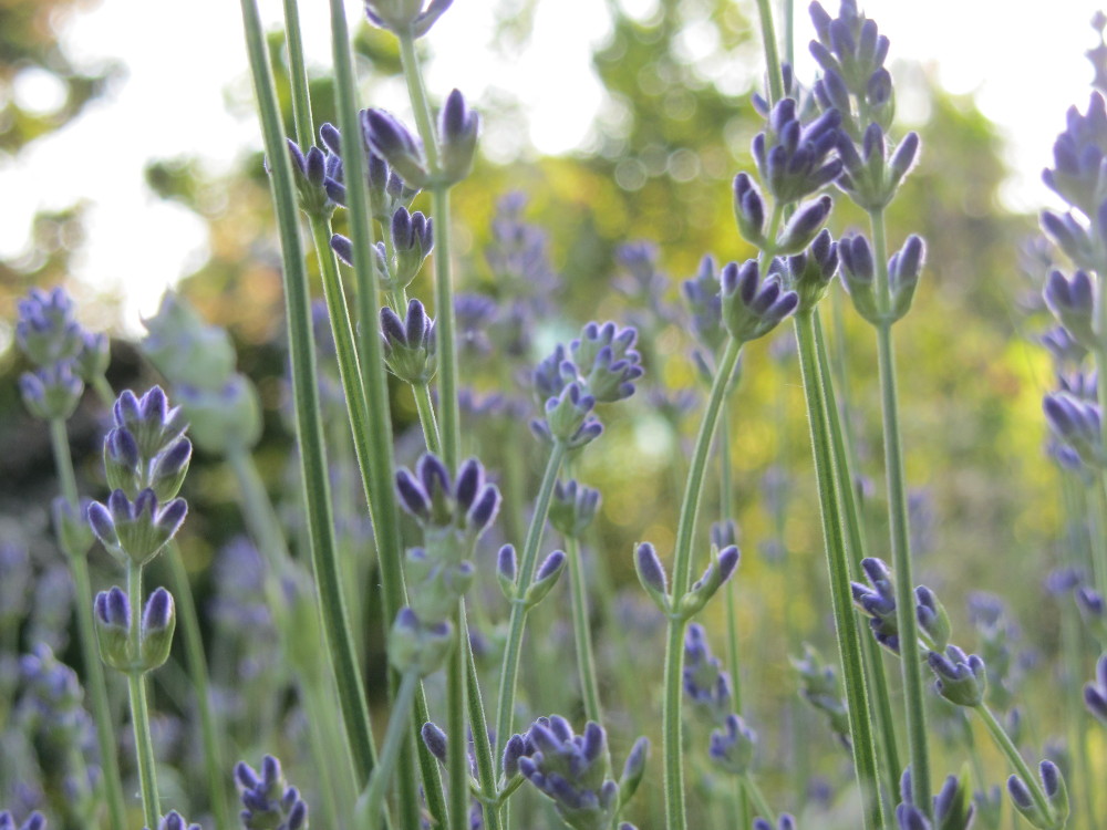 Glückstagebuch - der Duft von Lavendel