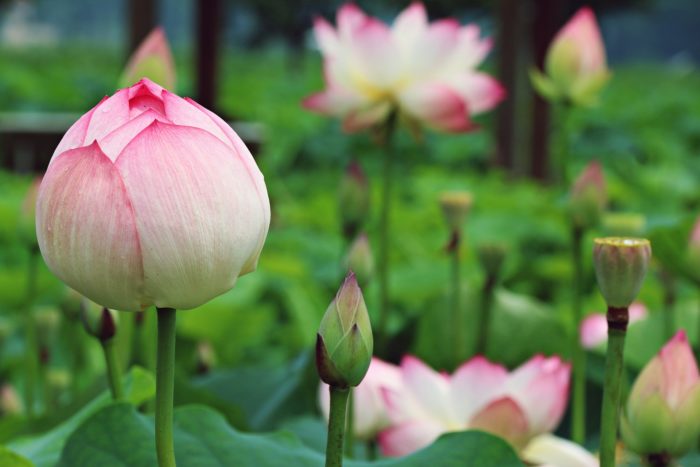 Lotusblüte im Fokus