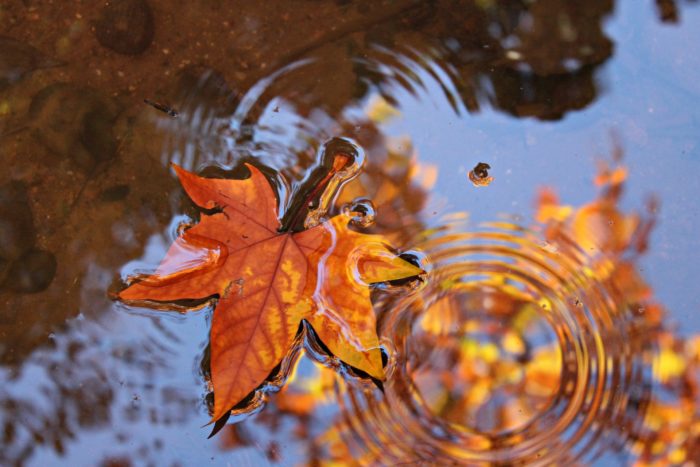 Herbstliches Ahornblatt im Wasser
